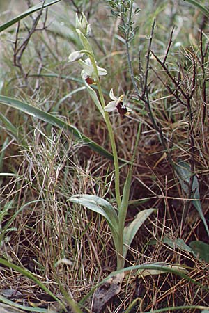 Ophrys annae \ Annas Hummel-Ragwurz / Anna's Bee Orchid, Sardinien/Sardinia,  S.Antioco 9.4.2000 