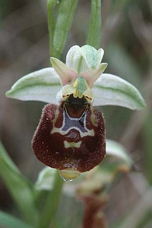 Ophrys annae \ Annas Hummel-Ragwurz / Anna's Bee Orchid, Sardinien/Sardinia,  S.Antioco 9.4.2000 