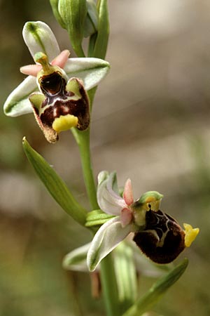 Ophrys annae \ Annas Hummel-Ragwurz / Anna's Bee Orchid, Sardinien/Sardinia,  Laconi 19.5.2001 