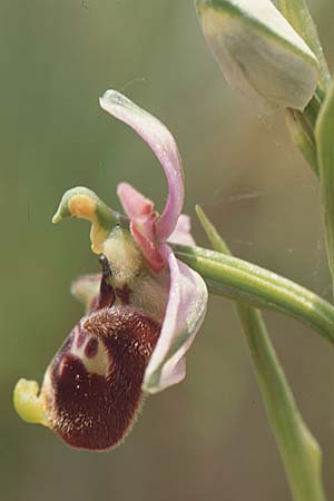 Ophrys annae \ Annas Hummel-Ragwurz / Anna's Bee Orchid, Sardinien/Sardinia,  Laconi 19.5.2001 