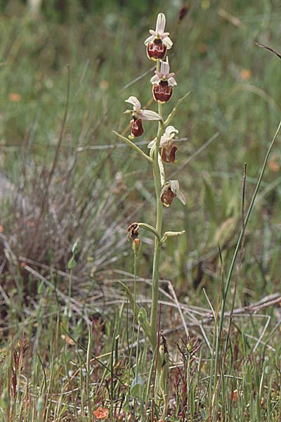 Ophrys annae \ Annas Hummel-Ragwurz / Anna's Bee Orchid, Sardinien/Sardinia,  Laconi 23.5.2001 