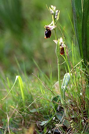 Ophrys chestermanii / Chesterman's Orchid, Sardinia,  Domusnovas 15.4.2001 (Photo: Helmut Presser)