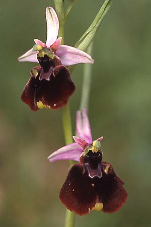 Ophrys chestermanii / Chesterman's Orchid, Sardinia,  Domusnovas 15.4.2001 (Photo: Helmut Presser)