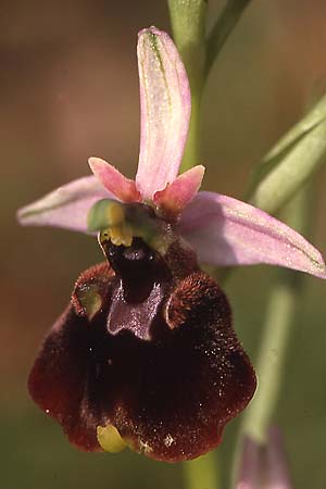 Ophrys chestermanii / Chesterman's Orchid, Sardinia,  Domusnovas 15.4.2001 (Photo: Helmut Presser)