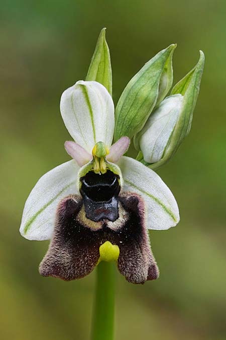 Ophrys chestermanii x normanii, Sardinien/Sardinia,  Domusnovas 12.4.2026 (Photo: Helmut Presser)