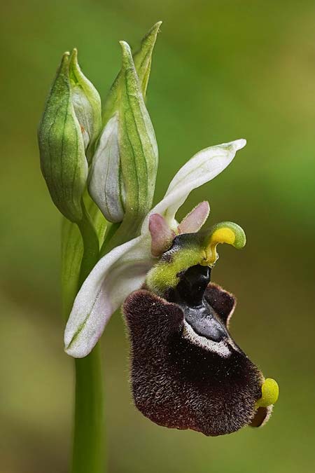Ophrys chestermanii x normanii, Sardinien/Sardinia,  Domusnovas 12.4.2026 (Photo: Helmut Presser)