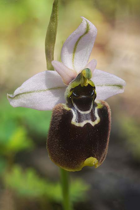 Ophrys chestermanii x normanii, Sardinien/Sardinia,  Buggerru 20.4.2026 (Photo: Helmut Presser)