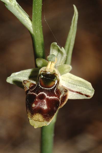 Ophrys conradiae / Madame Conrad's Bee Orchid, Sardinia,  Siniscola 15.5.2001 