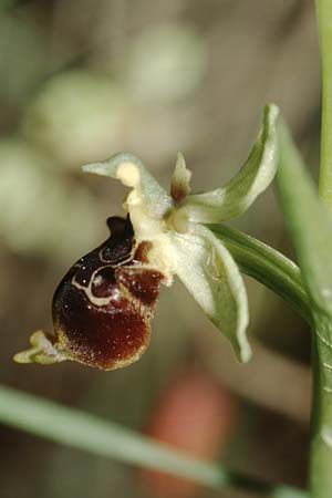 Ophrys conradiae / Madame Conrad's Bee Orchid, Sardinia,  Domusnovas 21.5.2001 