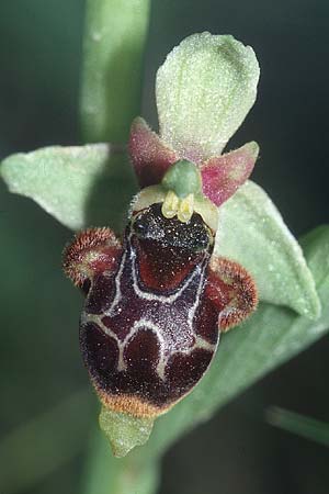 [click] Ophrys conradiae, Sardinien/Sardinia,  Domusnovas 21.5.2001 