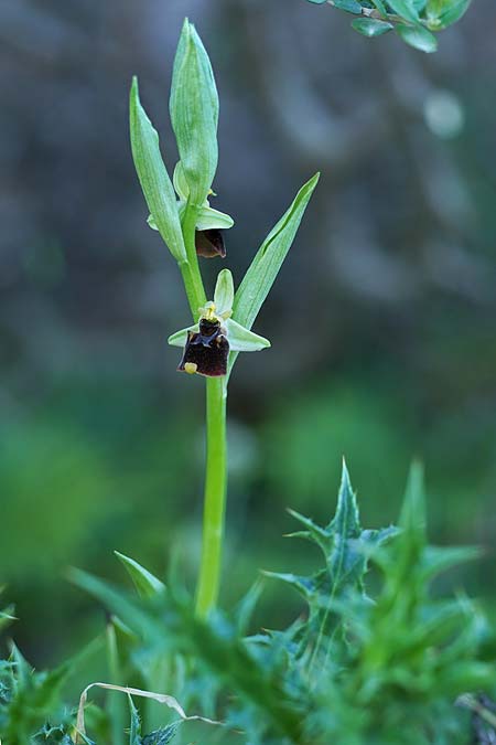 Ophrys chestermanii x conradiae, Sardinien/Sardinia,  Buggerru 20.4.2026 (Photo: Helmut Presser)