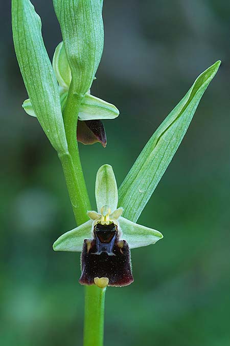 Ophrys chestermanii x conradiae, Sardinien/Sardinia,  Buggerru 20.4.2026 (Photo: Helmut Presser)