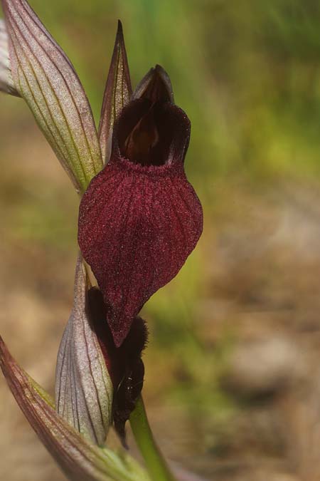 Serapias cordigera x lingua, Sardinien/Sardinia,  Sanluri 19.4.2026 (Photo: Helmut Presser)