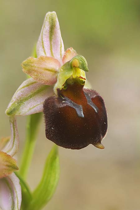 Ophrys garganica subsp. garganica x neglecta, Sardinien/Sardinia,  Domusnovas 1.4.2026 (Photo: Helmut Presser)