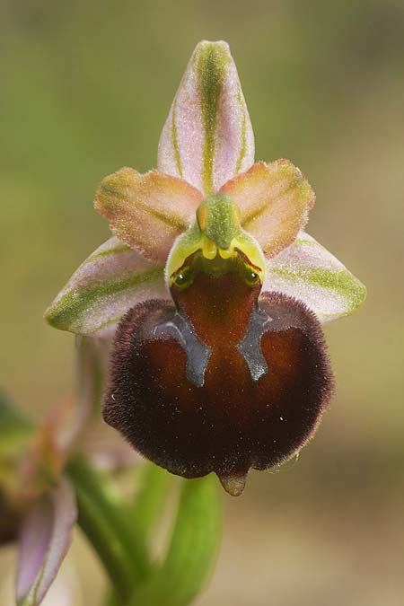 Ophrys garganica subsp. garganica x neglecta, Sardinien/Sardinia,  Domusnovas 1.4.2026 (Photo: Helmut Presser)