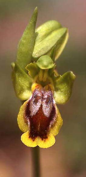 Ophrys lepida \ Anmutige Ragwurz / Gracious Dull Orchid, Sardinien/Sardinia,  Seui 14.4.2001 (Photo: Helmut Presser)