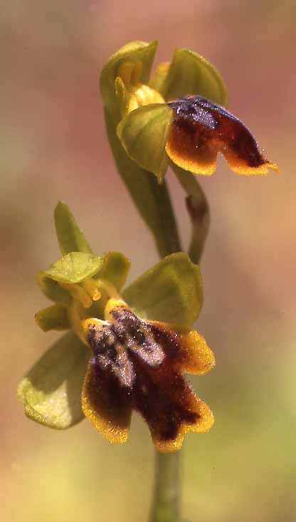 Ophrys lepida \ Anmutige Ragwurz / Gracious Dull Orchid, Sardinien/Sardinia,  Seui 14.4.2001 (Photo: Helmut Presser)