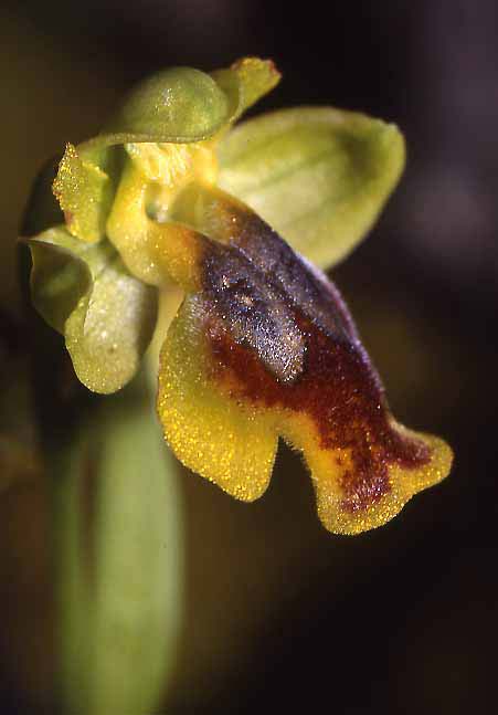 Ophrys lepida \ Anmutige Ragwurz / Gracious Dull Orchid, Sardinien/Sardinia,  Seui 14.4.2001 (Photo: Helmut Presser)