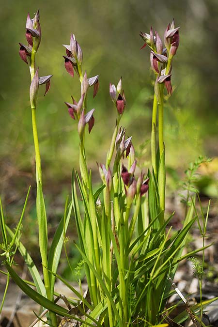 Serapias lingua x parviflora, Sardinien/Sardinia,  Domusnovas 11.4.2026 (Photo: Helmut Presser)