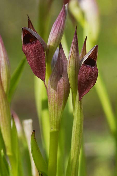 Serapias lingua x parviflora, Sardinien/Sardinia,  Domusnovas 11.4.2026 (Photo: Helmut Presser)