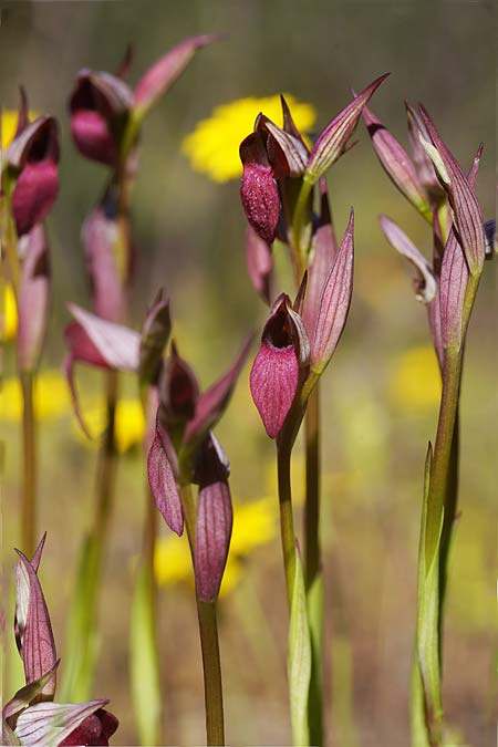 Serapias lingua x parviflora, Sardinien/Sardinia,  Buggerru 22.4.2026 (Photo: Helmut Presser)
