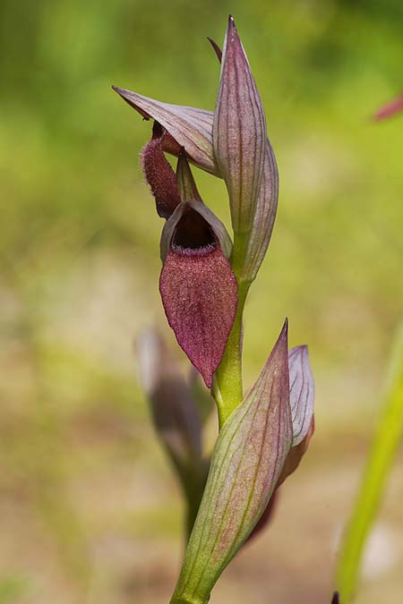 Serapias lingua x parviflora, Sardinien/Sardinia,  Domusnovas 11.4.2026 (Photo: Helmut Presser)