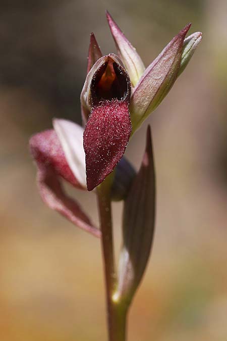 Serapias lingua x parviflora, Sardinien/Sardinia,  Buggerru 22.4.2026 (Photo: Helmut Presser)