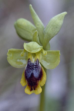 Ophrys corsica \ Korsische Gelbe Ragwurz / Corsian Yellow Bee Orchid (?), Sardinien/Sardinia,  Ogliastra,Ussassai 6.4.2000 