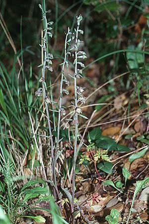 Epipactis microphylla \ Kleinblättrige Ständelwurz / Small-Leaved Helleborine, Sardinien/Sardinia,  Domusnovas 21.5.2001 