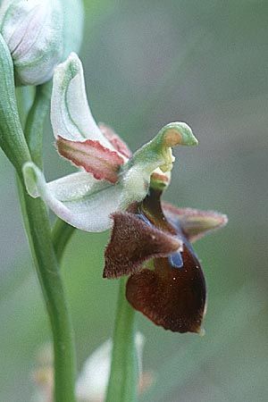 Ophrys conradiae x morisii, Sardinien/Sardinia,  Villanovaforru 7.4.2000 