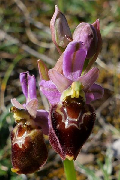 Ophrys morisii x neglecta, Sardinien/Sardinia,  Laconi 23.4.2023 (Photo: Jan Kocna)
