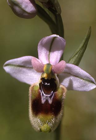 Ophrys normanii \ Normans Ragwurz / Norman's Bee Orchid, Sardinien/Sardinia,  Domusnovas 15.4.2001 (Photo: Helmut Presser)