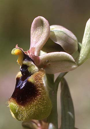 Ophrys normanii \ Normans Ragwurz / Norman's Bee Orchid, Sardinien/Sardinia,  Domusnovas 15.4.2001 (Photo: Helmut Presser)