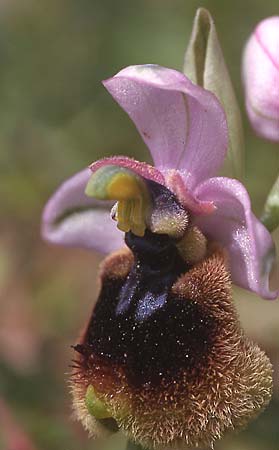 Ophrys normanii \ Normans Ragwurz / Norman's Bee Orchid, Sardinien/Sardinia,  Domusnovas 15.4.2001 (Photo: Helmut Presser)