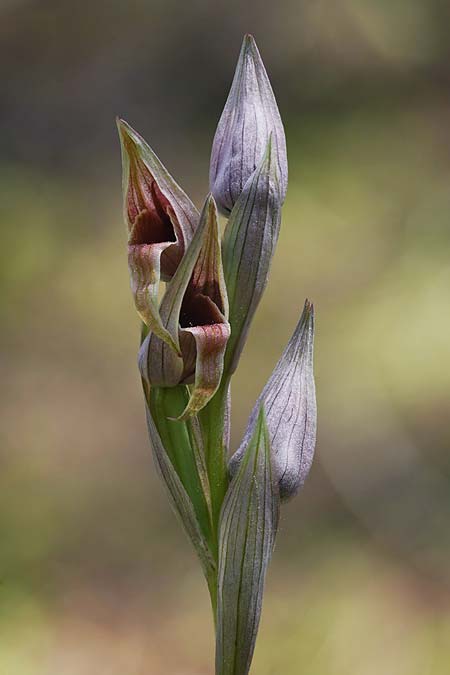 Serapias nurrica subsp. santuingensis \ Santu 'Engio-Zungenst&auml;ndel / Santu 'Engio Serapias, Sardinien/Sardinia,  Buggerru 20.4.2026 (Photo: Helmut Presser)