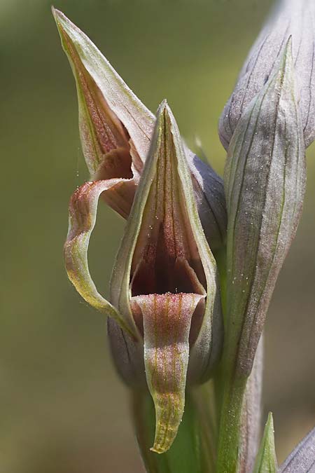 Serapias nurrica subsp. santuingensis \ Santu 'Engio-Zungenst&auml;ndel / Santu 'Engio Serapias, Sardinien/Sardinia,  Buggerru 20.4.2026 (Photo: Helmut Presser)