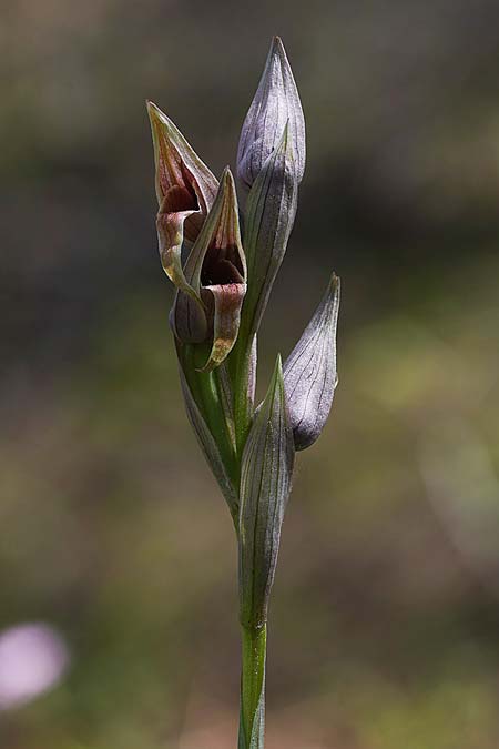 Serapias nurrica subsp. santuingensis \ Santu 'Engio-Zungenst&auml;ndel / Santu 'Engio Serapias, Sardinien/Sardinia,  Buggerru 20.4.2026 (Photo: Helmut Presser)