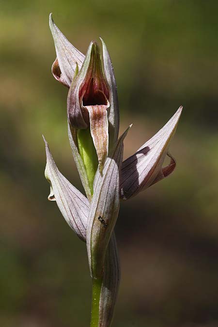Serapias nurrica subsp. santuingensis \ Santu 'Engio-Zungenst&auml;ndel / Santu 'Engio Serapias, Sardinien/Sardinia,  Buggerru 20.4.2026 (Photo: Helmut Presser)