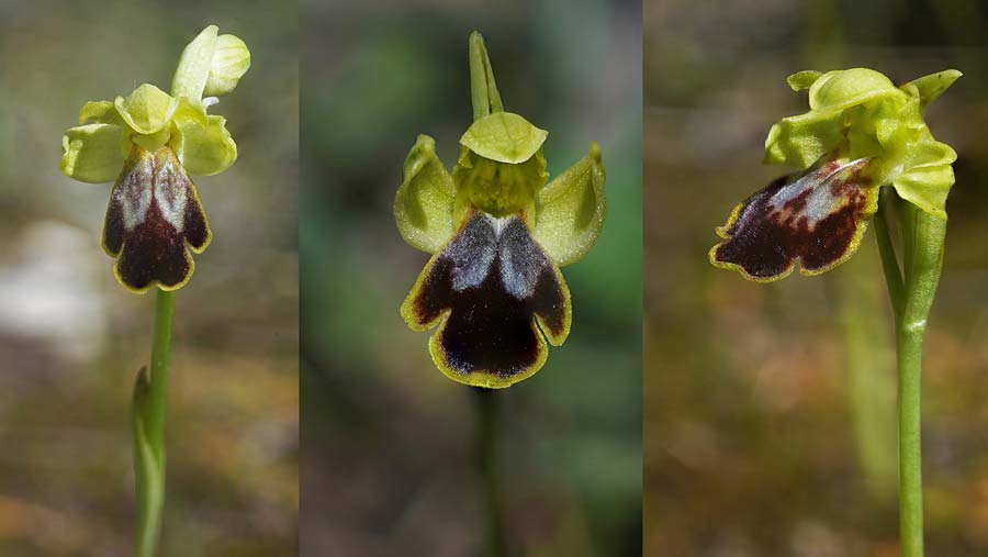 Ophrys ortuabis \ Ortuabis-Ragwurz / Ortuabis Bee Orchid (Locus classicus), Sardinien/Sardinia,  Ortuabis 8.4.2026 (Photo: Helmut Presser)