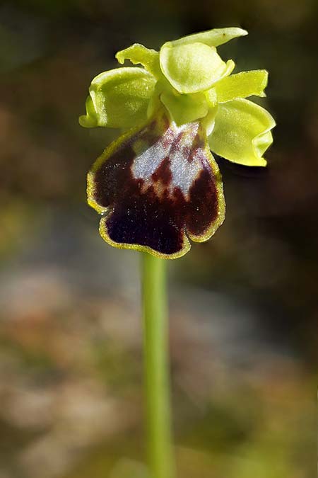 Ophrys ortuabis \ Ortuabis-Ragwurz / Ortuabis Bee Orchid (Locus classicus), Sardinien/Sardinia,  Ortuabis 8.4.2026 (Photo: Helmut Presser)
