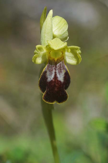 Ophrys ortuabis \ Ortuabis-Ragwurz / Ortuabis Bee Orchid (Locus classicus), Sardinien/Sardinia,  Ortuabis 8.4.2026 (Photo: Helmut Presser)