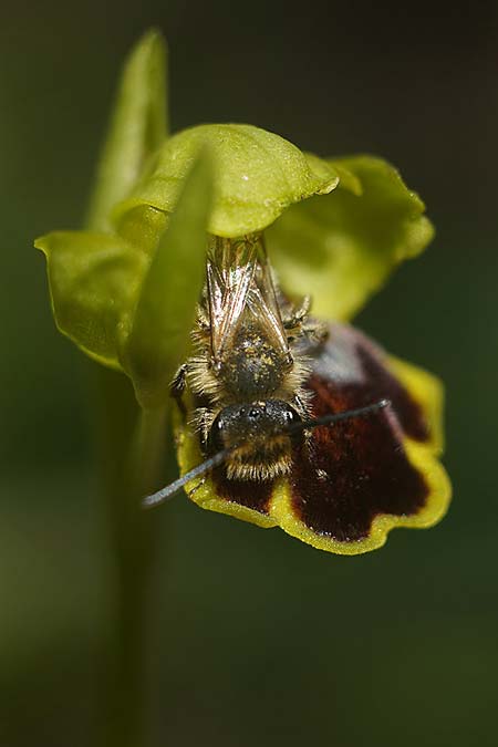 Ophrys ortuabis \ Ortuabis-Ragwurz / Ortuabis Bee Orchid (Locus classicus, mit Best&auml;uber-Biene Andrena hypopolia / Locus classicus, with pollinating bee Andrena hypopolia), Sardinien/Sardinia,  Ortuabis 8.4.2026 (Photo: Helmut Presser)