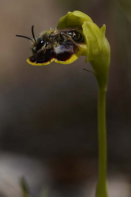Ophrys ortuabis \ Ortuabis-Ragwurz / Ortuabis Bee Orchid (Locus classicus, mit Best&auml;uber-Biene Andrena hypopolia / Locus classicus, with pollinating bee Andrena hypopolia), Sardinien/Sardinia,  Ortuabis 8.4.2026 (Photo: Helmut Presser)