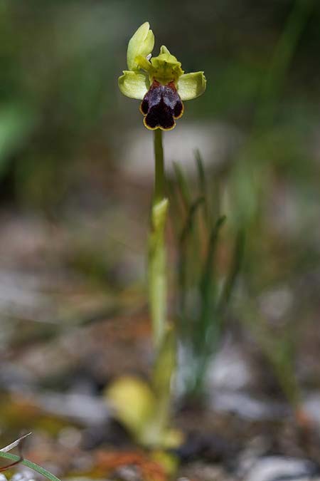 Ophrys ortuabis \ Ortuabis-Ragwurz / Ortuabis Bee Orchid (Locus classicus), Sardinien/Sardinia,  Ortuabis 8.4.2026 (Photo: Helmut Presser)