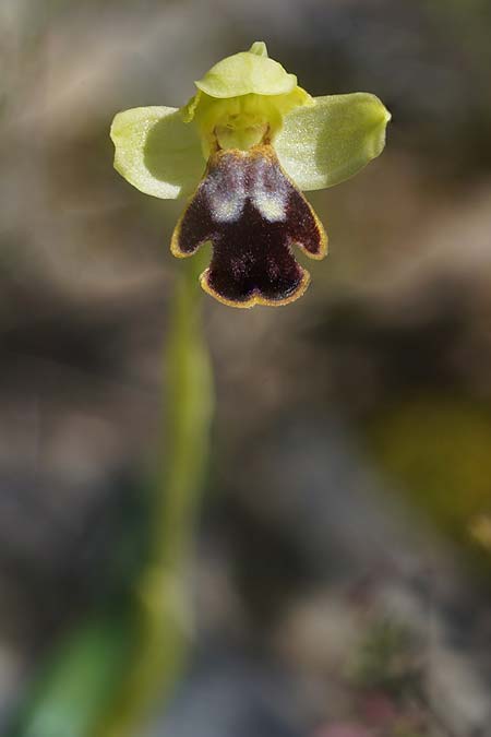 Ophrys ortuabis \ Ortuabis-Ragwurz / Ortuabis Bee Orchid (Locus classicus), Sardinien/Sardinia,  Ortuabis 8.4.2026 (Photo: Helmut Presser)