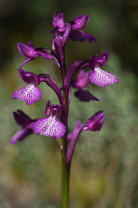 Anacamptis longicornu x papilionacea subsp. expansa, Sardinien/Sardinia,  Osini 17.4.2026 (Photo: Helmut Presser)