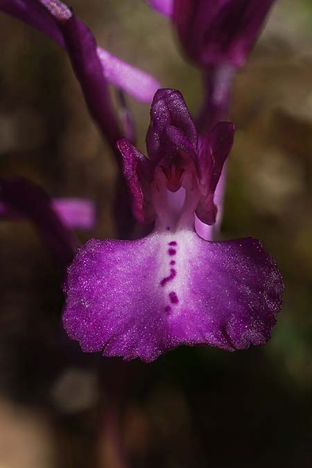 Anacamptis longicornu x papilionacea subsp. expansa, Sardinien/Sardinia,  Ortuabis 9.4.2026 (Photo: Helmut Presser)