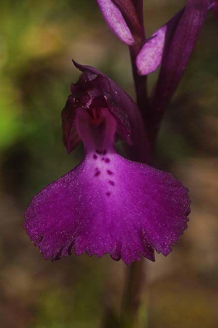 Anacamptis longicornu x papilionacea subsp. expansa, Sardinien/Sardinia,  Ortuabis 9.4.2026 (Photo: Helmut Presser)
