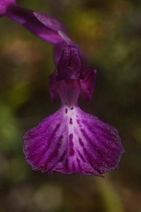 Anacamptis longicornu x papilionacea subsp. expansa, Sardinien/Sardinia,  Ortuabis 9.4.2026 (Photo: Helmut Presser)