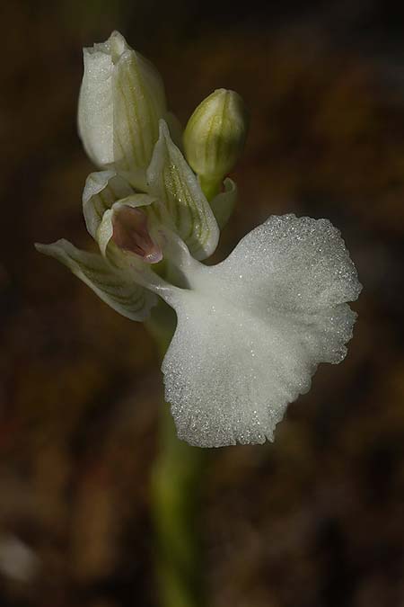 Anacamptis longicornu x papilionacea subsp. expansa, Sardinien/Sardinia,  Ortuabis 9.4.2026 (Photo: Helmut Presser)